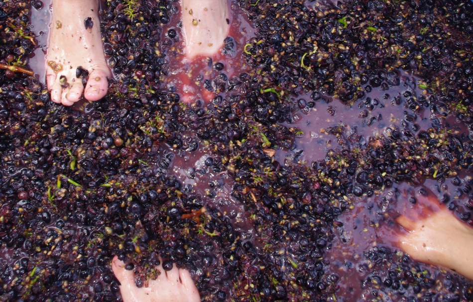 Stomping the grapes