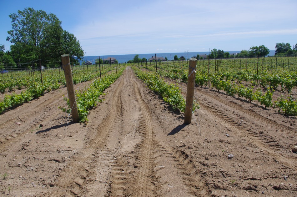 Vines grow on an ancient sand dune at Keinte